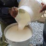 Mantienen producción estable de leche cooperativas de San Nicolás. Foto: Archivo
