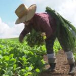 Laboran en la siembra de la campaña de frío agricultores de Mayabeque (+Audio)