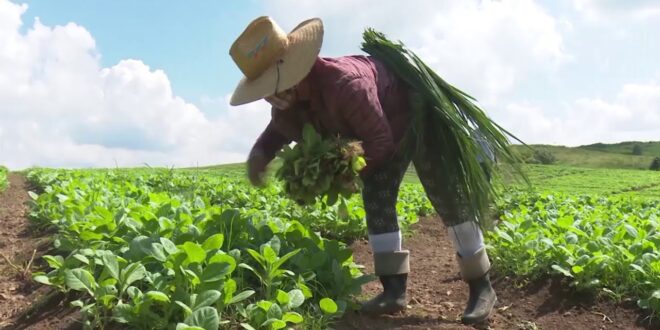 Laboran en la siembra de la campaña de frío agricultores de Mayabeque