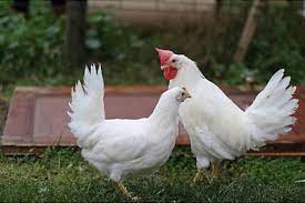 Destacan trabajadores avícolas de Madruga en la cría de pollos