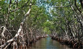 Abogaron por la protección de los manglares en Batabanó