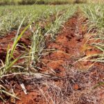 Avanza siembra de caña en Madruga para asegurar materia prima de próxima contienda azucarera