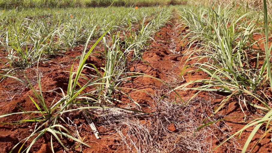 Avanza siembra de caña en Madruga para asegurar materia prima de próxima contienda azucarera