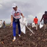 Fortalecen en Madruga los trabajos agr&iacute;colas de la actual campa&ntilde;a de fr&iacute;o (+Audio)