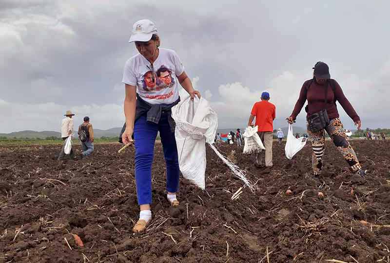 Fortalecen en Madruga los trabajos agrícolas de la actual campaña de frío