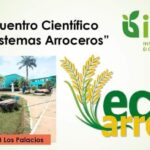Investigadores y productores de Mayabeque participarán en evento científico sobre nuevos cultivares de arroz
