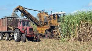 Alistan condiciones en Madruga para los cortes de caña de la venidera zafra