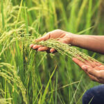 Impacto del medio ambiente en la producción de arroz