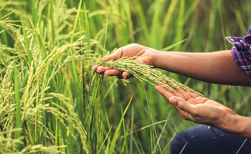 Impacto del medio ambiente en la producción de arroz