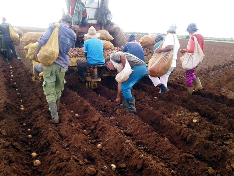 Alistan condiciones en tierras de Madruga para el inicio de la siembra de la papa