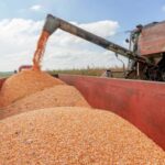 Cosechan soya en Batabanó como estrategia de desarrollo local para diversificar alimentos. Foto: Archivo