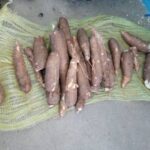 Los adscritos al Sistema de Atención a la Familia en esa comunidad reciben con regularidad proteínas, viandas, arroz y potajes. Foto: Radio Jaruco