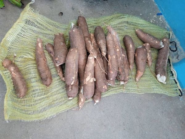 Los adscritos al Sistema de Atención a la Familia en esa comunidad reciben con regularidad proteínas, viandas, arroz y potajes. Foto: Radio Jaruco