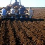 Por más producción de papa en Batabanó
