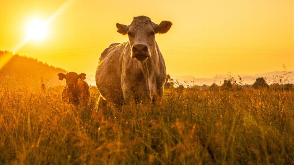 Avanza en Jaruco contratación agropecuaria 2024.