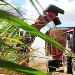 Comienzan hoy talleres Azúcar con más Ciencia