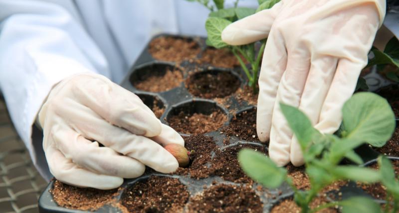 Garantizan agricultores de Mayabeque producción de semillas de calidad para la siembra de cultivos varios