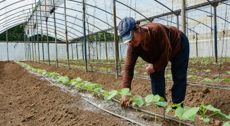 FAO facilita capacitación agrícola en Cuba.