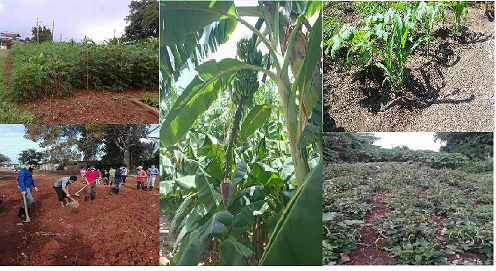 Apoyan cooperativistas de San José de las Lajas soberanía alimentaria