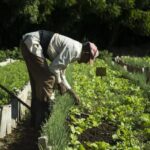En favor de la producción local de semillas