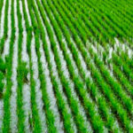 Comprometidos agricultores de Mayabeque con la producción de arroz (+Audio)