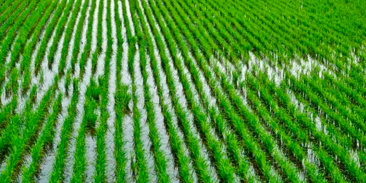 Comprometidos agricultores de Mayabeque con la producción de arroz