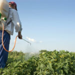 Apuestan en Quivicán por el empleo de bioproductos. Foto: Archivo