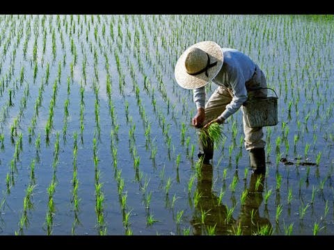 Crece siembra de arroz en Batabanó