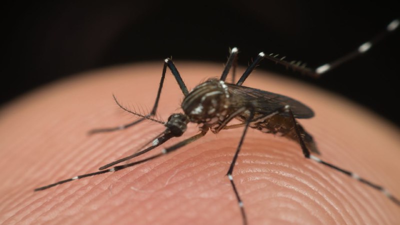 Llaman autoridades sanitarias en Jaruco a combatir el dengue. Foto: Radio Jaruco