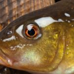 Potencian en Jaruco el desarrollo de la acuicultura