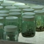 Destaca Fábrica de semillas de Mayabeque en la producción de vitroplantas para la agricultura cubana