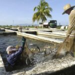 La acuicultura y sus beneficios al desarrollo local