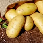 Diversifica sus producciones Empresa Agropecuaria de Mayabeque