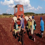 Priorizan campaña agrícola de frío en Mayabeque