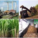 Buscan alternativas en Mayabeque para diversificar producciones e incrementar ingresos en zafra azucarera (+Audio)