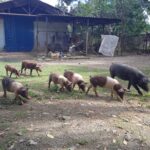 Fortalecen módulo pecuario en cooperativa de Jaruco
