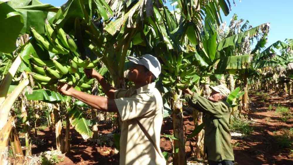 Instan en Cuba a reimpulsar la economía