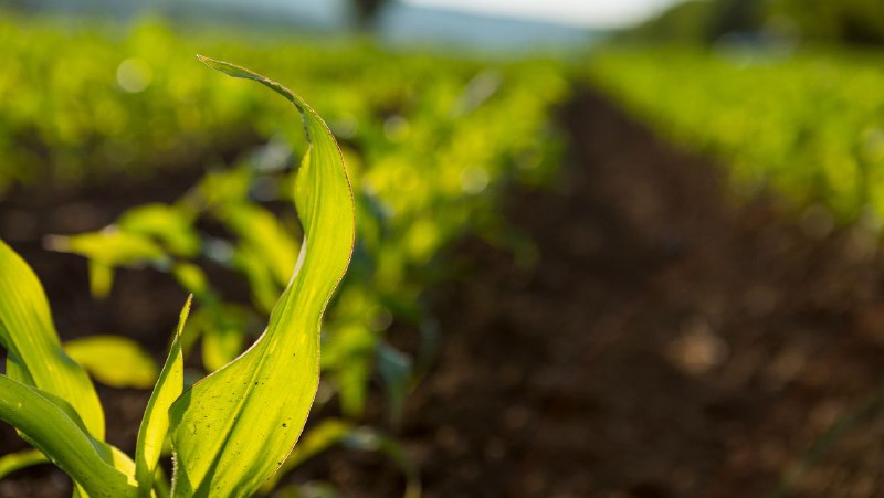 Realidad del campo en Jaruco durante 2023