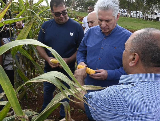 Proveerán productores de Mayabeque maíz híbrido a Vietnam