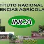 Aportan nuevas variedades de arroz en Mayabeque