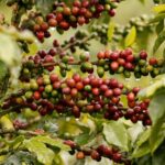 Avanza siembra de café en el llano en cooperativa de Jaruco.