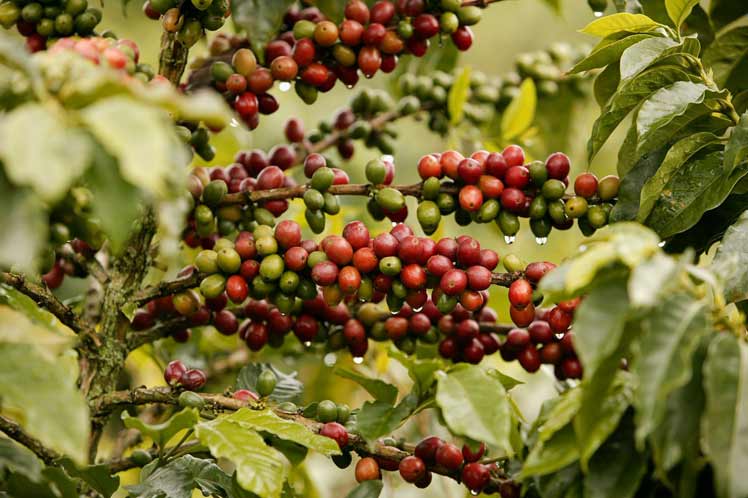 Avanza siembra de café en el llano en cooperativa de Jaruco.