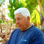 Cultivan nuevas variedades de plátanos en Mayabeque