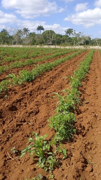 Prosiguen en finca La Pastora diversificando cultivos