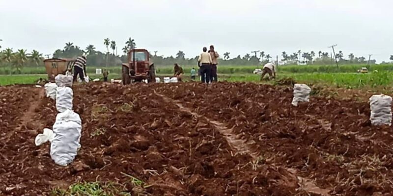 Incentivan en Cooperativa Amistad Cuba-Cambodia siembra de cultivos varios