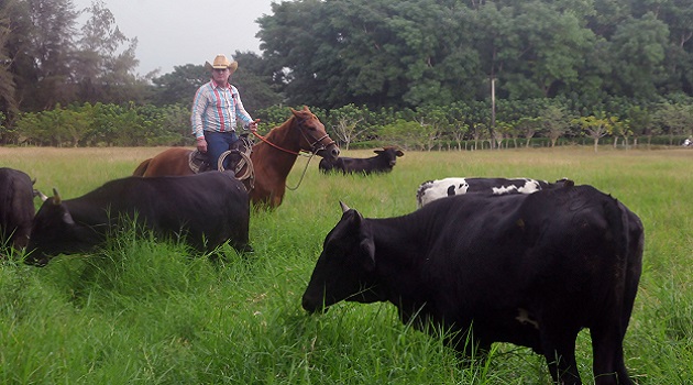 Apuestan investigadores locales por mayor rendimiento en la ganadería. Foto: Archivo