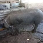 Fortalecen en Cooperativa Benito Juárez módulo pecuario
