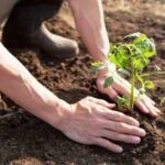 Contribuir&aacute; Mayabeque&nbsp; a la campa&ntilde;a de primavera en Pinar del R&iacute;o