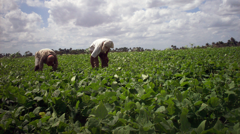 Exhortan a aprovechar al máximo la tierra.