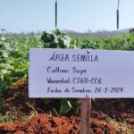 Cultivarán nuevas variedades de soya, maíz y frijol en Mayabeque y otras regiones del país (+Audio) (+Fotos)
